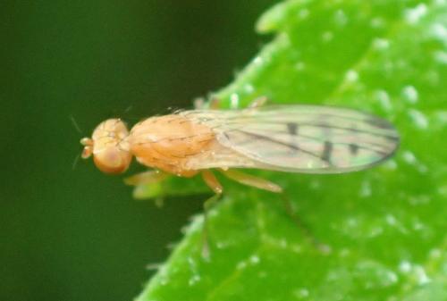 Opomyza florum